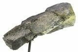 Fossil Sauropod Vertebra Section w/ Metal Stand - Colorado #294918-2